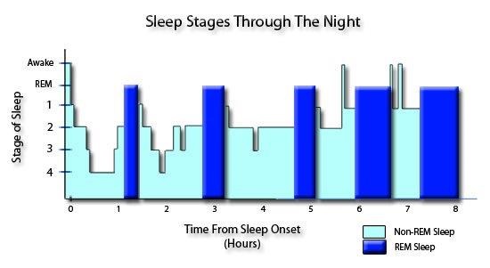 Sleep stages during the night